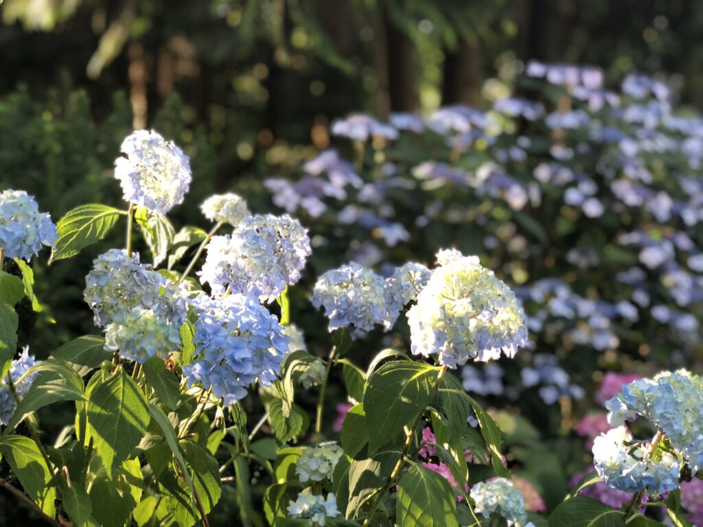 20180703 173515278 ios
