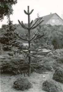 Forevisningshaven, 1947. I dag kalder vi den del af haven Botanisk have.